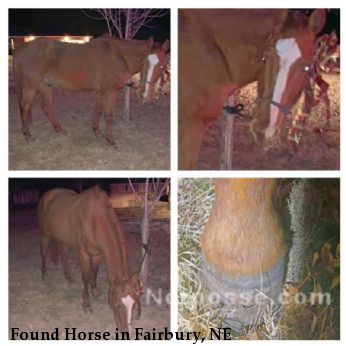 Found Horse in Fairbury, NE